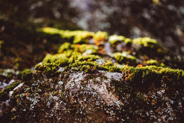 green and brown moss over the white marble stone
