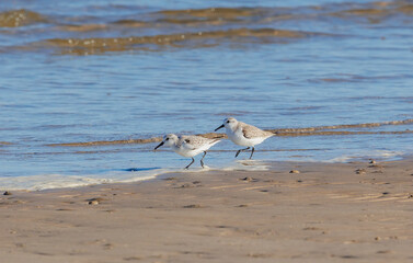 Shorebirds on Atlantic beach shore