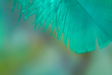 Turquoise feather, close up on a blurred variegated background. Shallow depth of field.