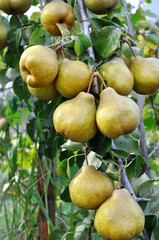  closeup of ripening pears on a tree branch in the orchard