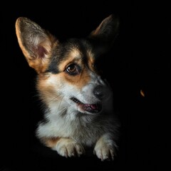 Pies rasy corgi pembroke na czarnym tle © Michal45
