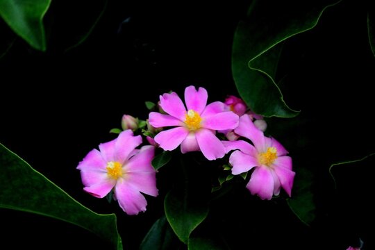 planta flor ora pro nobis – pereskia grandifolia 