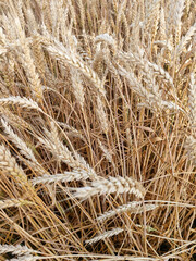 Fototapeta premium Spiking golden ears of wheat close-up on the background of a field. The theme of agriculture, a rich harvest, farming. Background of ripening ears of wheat field and sunlight. Crops field.