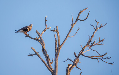 Cooper's hawk perched on tree branch