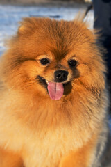 Cute Pomeranian dog portrait. Pomeranian spitz close-up. A spitz dog with an open mouth. Dog face, adorable brown Pomeranian spitz. Dog portrait