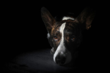 Pies rasy corgi cardigan brązowy na czarnym tle - obrazy, fototapety, plakaty