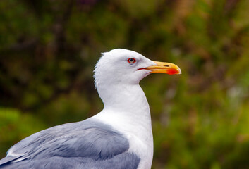 Close up of a dainty white seagull