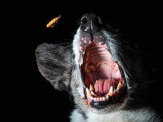Pies rasy corgi cardigan blue merle na czarnym tle © Michal45