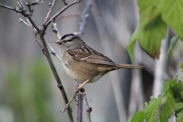 sparrow on a branch