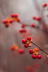 red berries on the brown branch