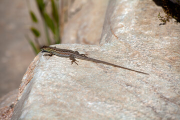 lizard on stone