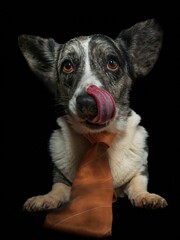 Pies rasy corgi cardigan blue merle na czarnym tle