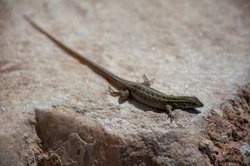 lizard on stone