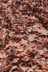 pile of brown and yellow leaves during the fall