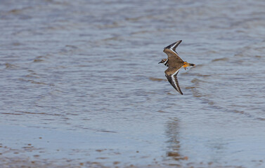 Shorebirds on Atlantic beach shore