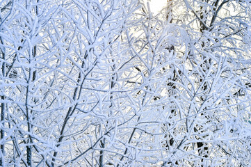 Tree branches thickly covered with frost at sunrise on a frosty winter morning. Background