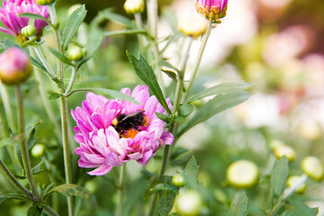 Bumblebee collects nectar on a purple flower.