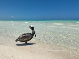 pelicans on the beach