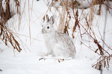 Snowshoe hare in winter forest © Jen