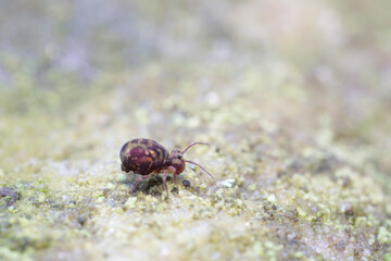 Globular springtail Dicyrtomina ornata or fusca in very close view