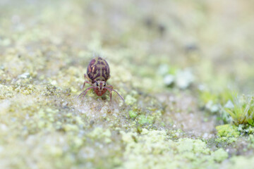 Globular springtail Dicyrtomina ornata or fusca in very close view
