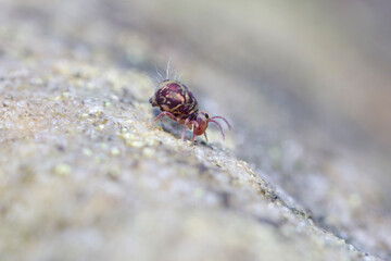 Globular springtail Dicyrtomina ornata or fusca in very close view