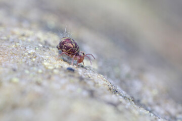 Globular springtail Dicyrtomina ornata or fusca in very close view