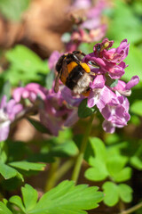Lerchensporn mit Biene