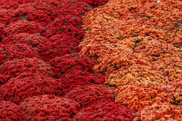 multi-colored flower beds of beautiful chrysanthemums