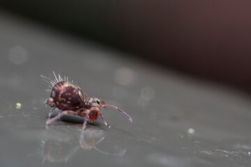Globular springtail Dicyrtomina ornata or fusca in very close view