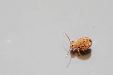 Globular springtail Dicyrtomina ornata or fusca in very close view