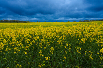 a bright yellow field full of rapeseed (Brassica napus) 
flowers under a foreboding dark grey thunder storm cloud sky