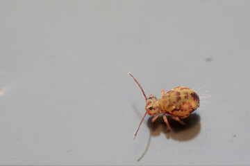 Globular springtail Dicyrtomina ornata or fusca in very close view
