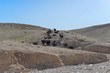 Goat flock in naked mountains. Herd of Bedouin sheep and goats in the desert on a hill with clear...