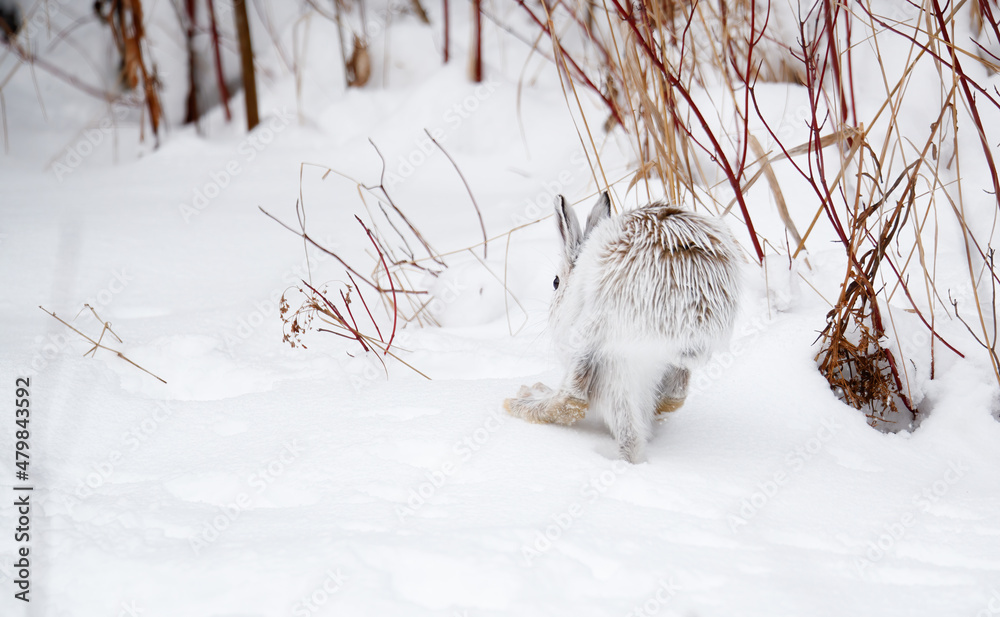 Wall mural Snowshoe hare in snowy forest