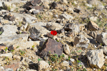 Mountain landscape, desert. Stony desert panoramic view. Unique relief geological erosion land form. Stone Desert on the West Bank. Judean Desert in clear weather. 