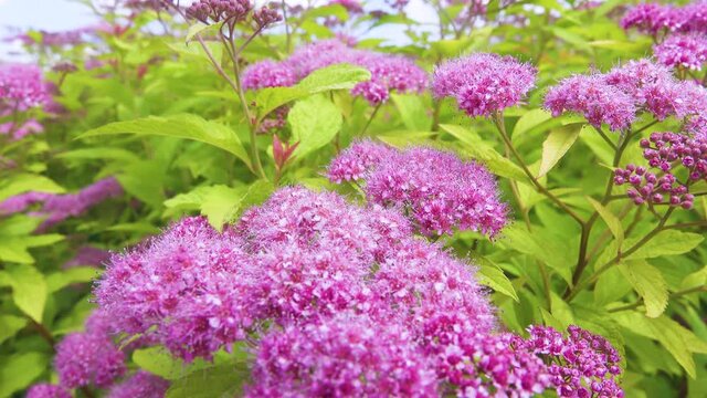 Japanese spiraea (Spiraea japonica) at Middle Siberia. Pink flowering shrubs.