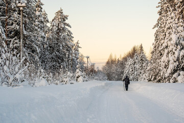 Man walks along a rural road, cleared of snow, passing through a snow-covered forest. Wonderful countryside winter landscape.