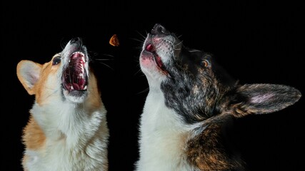 Dwa psy rasy corgi na czarnym tle - obrazy, fototapety, plakaty