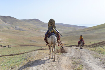 Bedouin guide ride on camel through sandy rocky desert. Bedouin camel in a harness with a multi-colored carpet on it against the mountains of the Judean Desert. Bedouin on camel, Israel