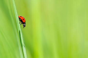 Ladybug on blade of grass with green background