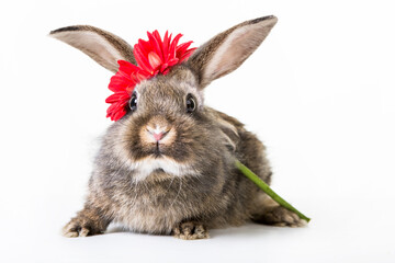 Gray cute wild colored bunny with big eyes and red flower, free plate. Isolated background.