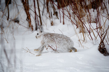 Snowshoe hare in snowy forest © Jen