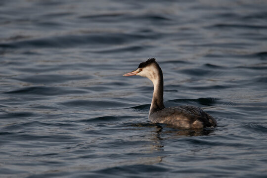 grebe bird pictures