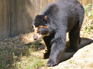 Fototapeta na wymiar Andean bear (Tremarctos ornatus) also known as the spectacled bear and walking