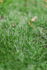 yellow and brown leaves on the green grass and drops of water