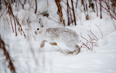 Snowshoe hare in snowy forest - Powered by Adobe