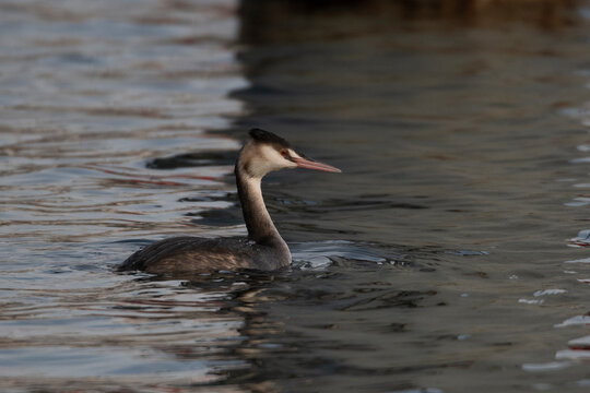 grebe bird pictures