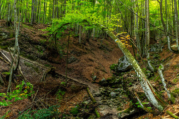 on the beautiful hiking track towards Zgornji waterfall, an arc-like tree is bending across the trail, slovenia.