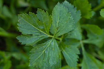 Parsley leaves top view. Parsley in the garden Green natural background, spices.